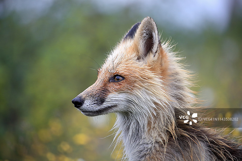 红狐雌狐图片素材