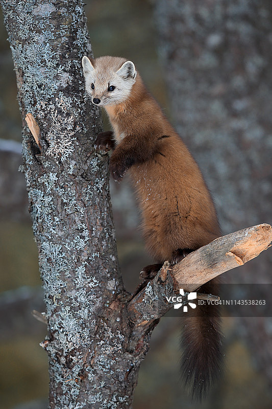 美洲Mart图片素材