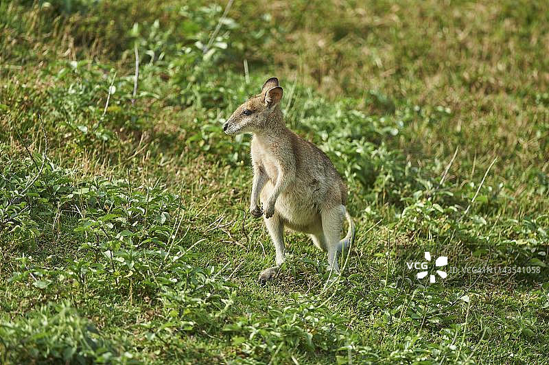 昆士兰草甸上的敏捷沙袋鼠图片素材