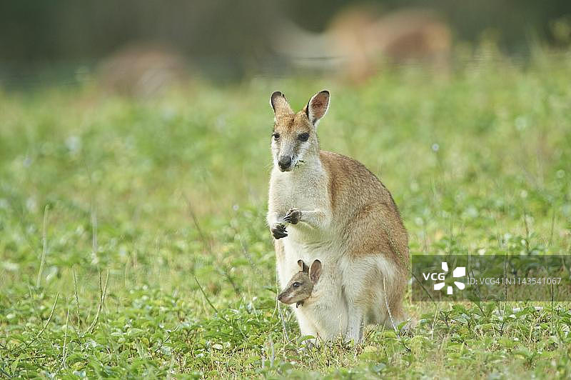 敏捷袋鼠（Macropus agilis），母袋鼠带着幼崽在昆士兰州的袋子里图片素材
