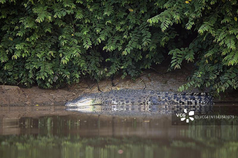 马来西亚婆罗洲京那巴当岸河：河岸上的咸水鳄鱼图片素材