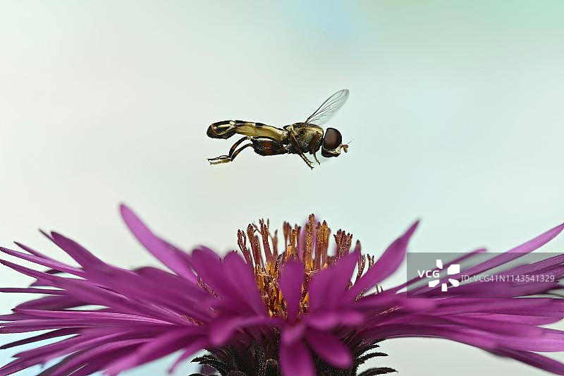 在德国新英格兰紫菀花上飞行的厚腿食蚜蝇图片素材