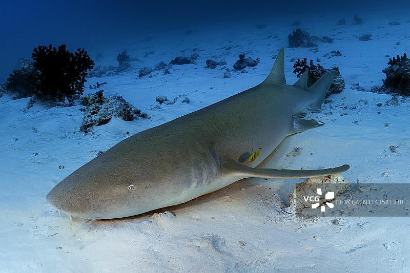 马尔代夫印度洋，躺在沙底的棕色护士鲨图片素材