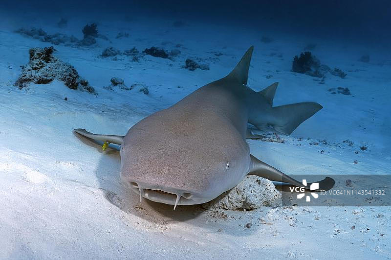 马尔代夫印度洋，躺在沙底的棕色护士鲨图片素材
