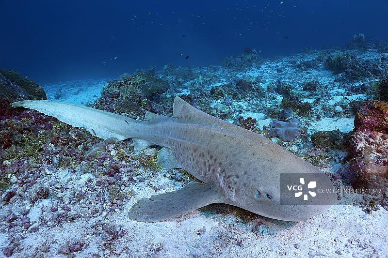 印度洋马尔代夫的条纹斑竹鲨图片素材