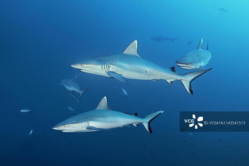 四条灰礁鲨（Carcharhinus amblyrhynchos）在印度洋马尔代夫的公海中游泳图片素材