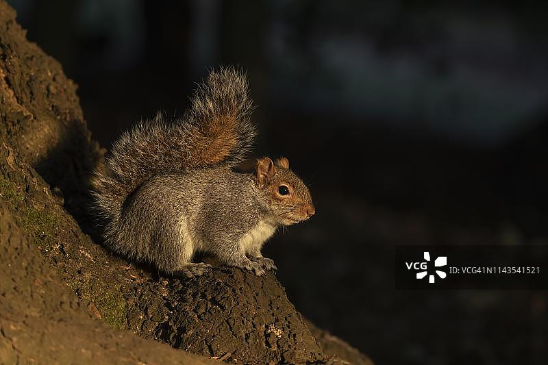 灰色松鼠在树干上，萨福克，英格兰，英国图片素材