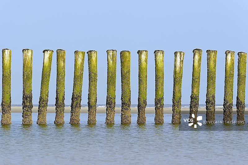 高潮时布满藻类和藤壶的丁坝，海岸防护，德国下萨克森州图片素材