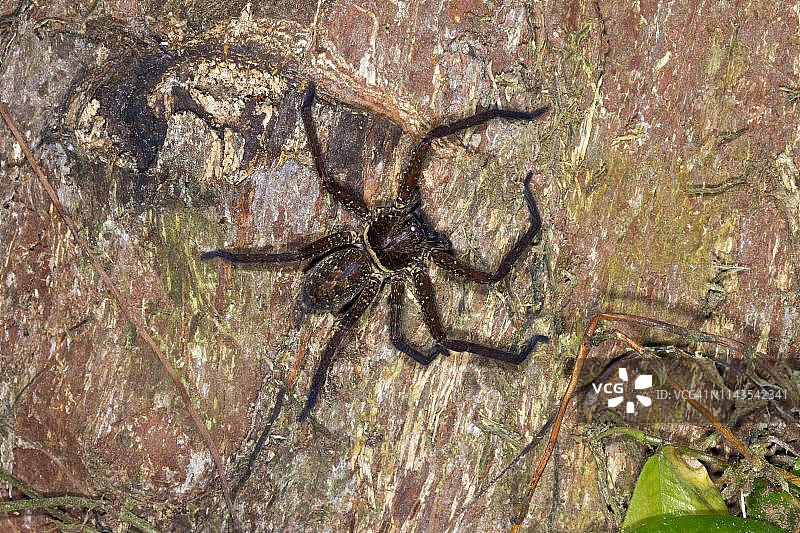 猎人蛛（巨蟹蛛科），沙巴，婆罗洲，马来西亚图片素材