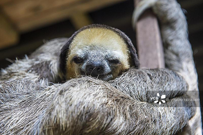 圈养褐喉树懒图片素材