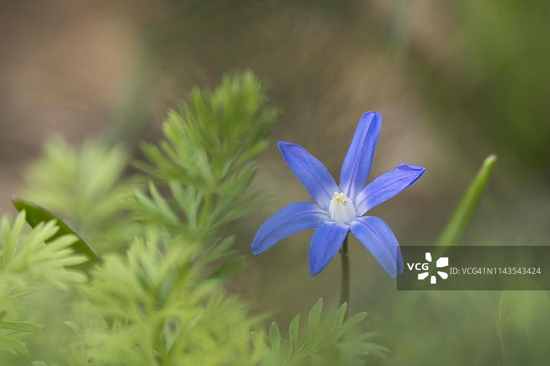 喜鹊蓝bells花，德国黑森州图片素材
