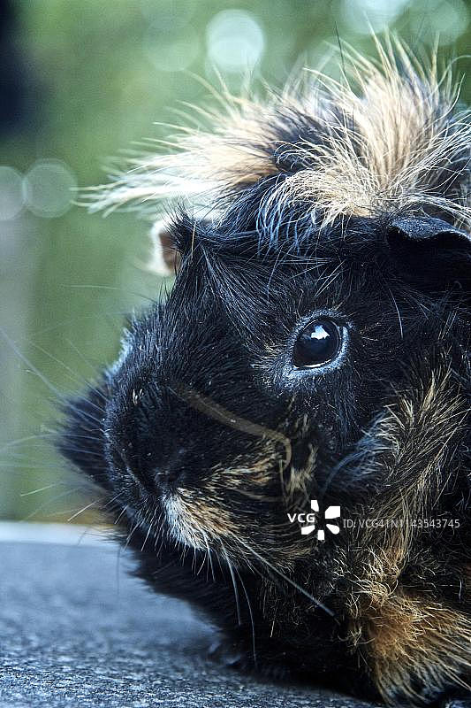 奥地利施蒂利亚的玫瑰花结豚鼠肖像图片素材