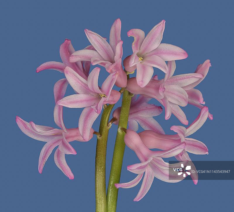 粉色花朵，花园风信子，奥地利图片素材