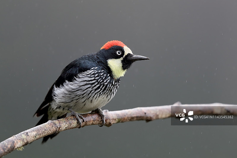 橡实啄木鸟图片素材