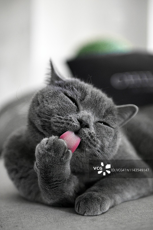 灰色短毛猫理毛图片素材