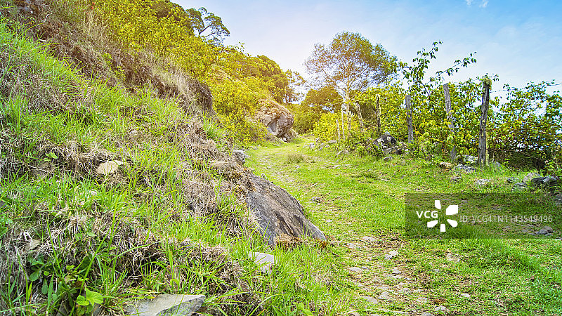 被草覆盖的乡村农场道路图片素材
