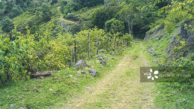 被草覆盖的乡村农场道路图片素材
