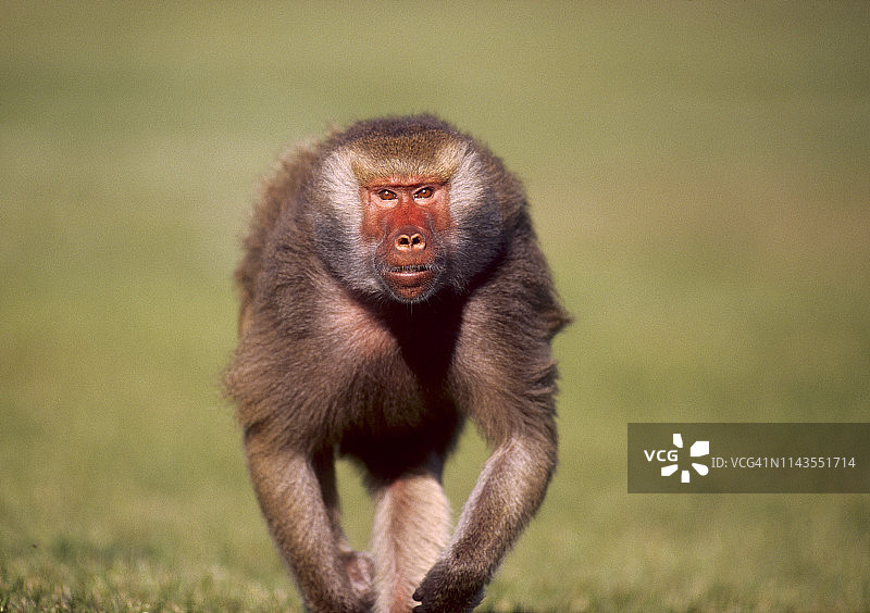 凝视镜头的阿拉伯狒狒图片素材