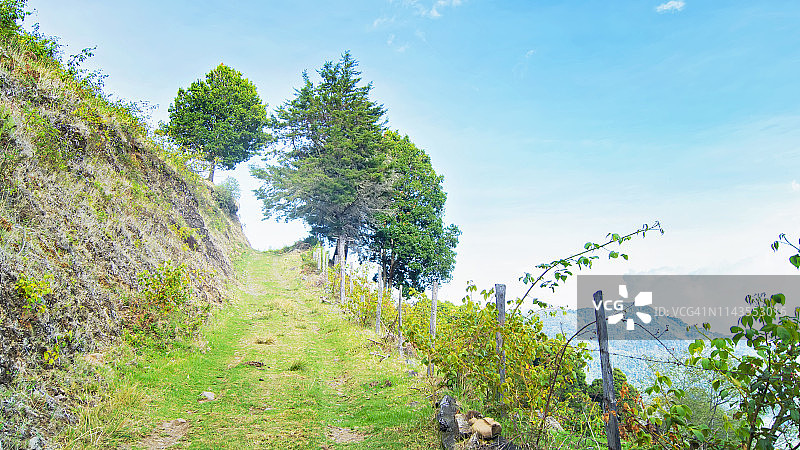 被草覆盖的乡村农场道路图片素材