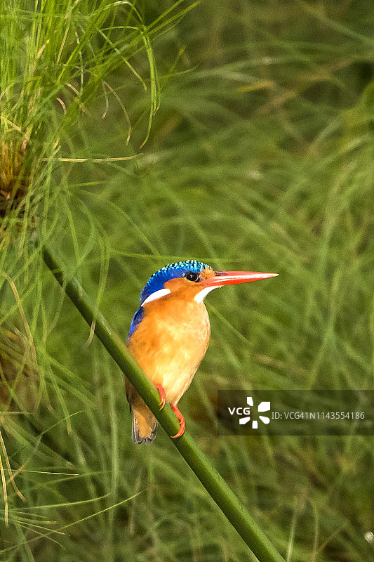 孔雀石翠鸟图片素材
