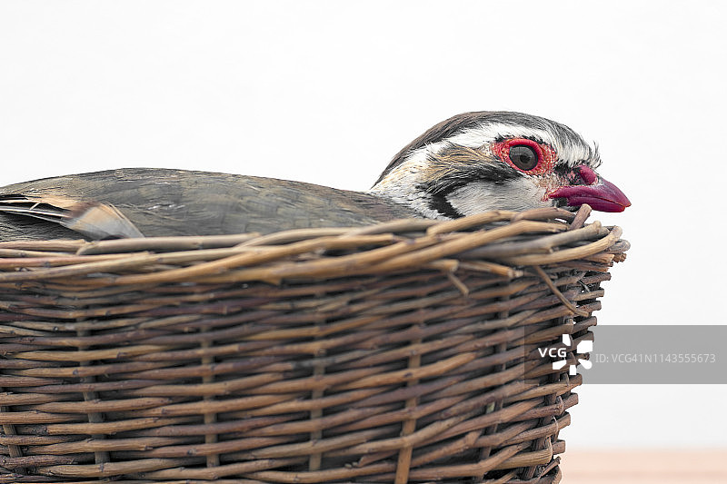 鸟巢中的鹧鸪图片素材