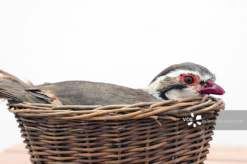 鸟巢中的鹧鸪图片素材