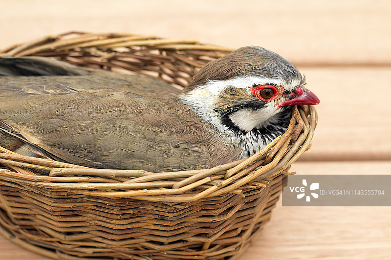 鸟巢中的鹧鸪图片素材