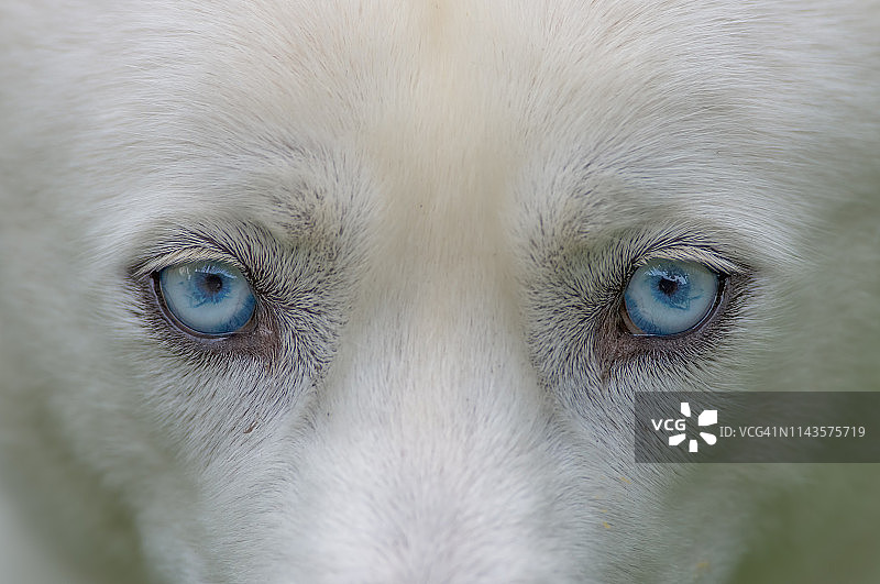 可爱的西伯利亚哈士奇犬蓝色眼睛的特写图片素材