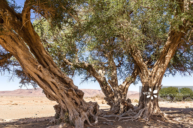 岩石沙漠上的摩洛哥坚果树图片素材