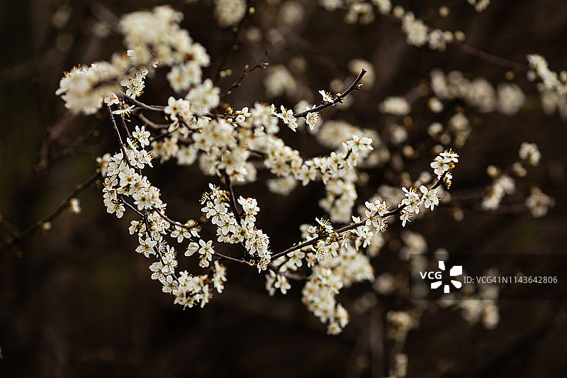 白色树木花朵图片素材