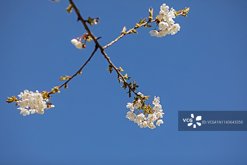 果树开花图片素材