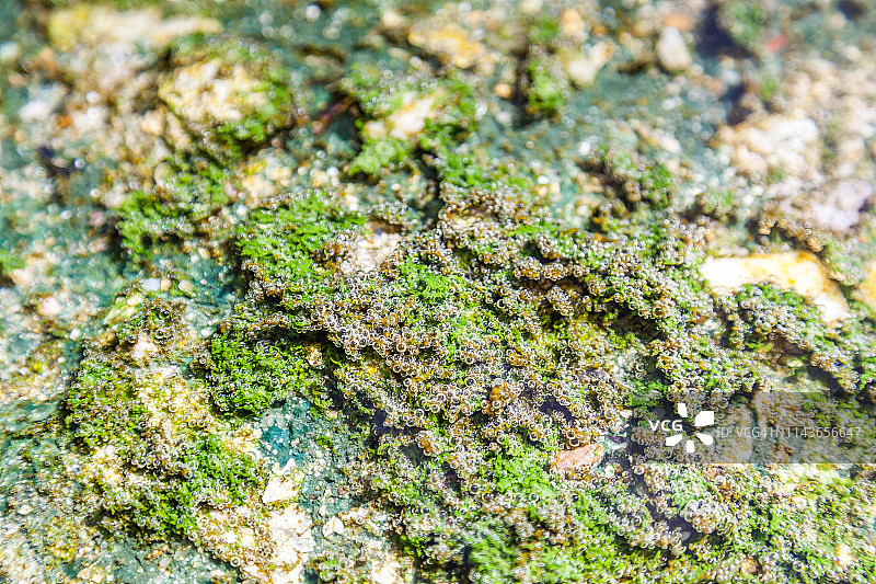 真核微生物可变眼虫图片素材