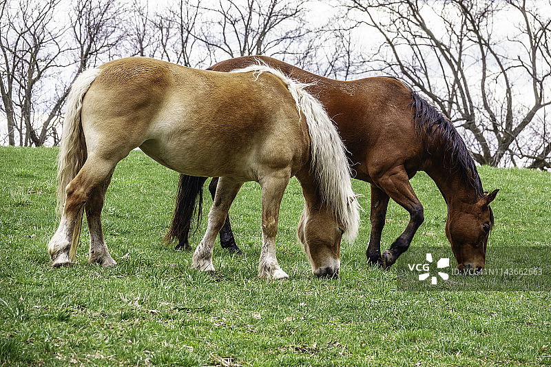 春天公共马术中心的两匹马在牧场吃草图片素材