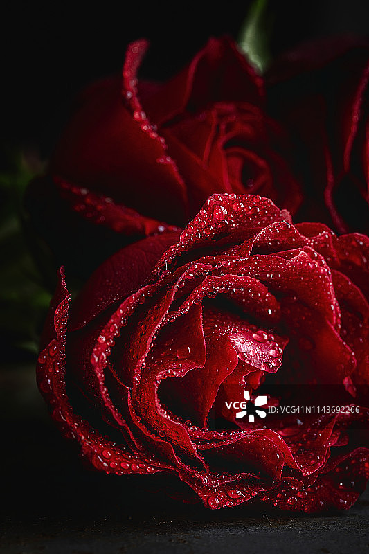 情人节红玫瑰图片素材