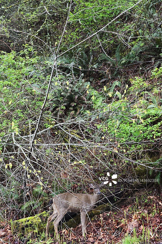 华盛顿州塔科马市 Point Defiance 公园里吃草的鹿图片素材