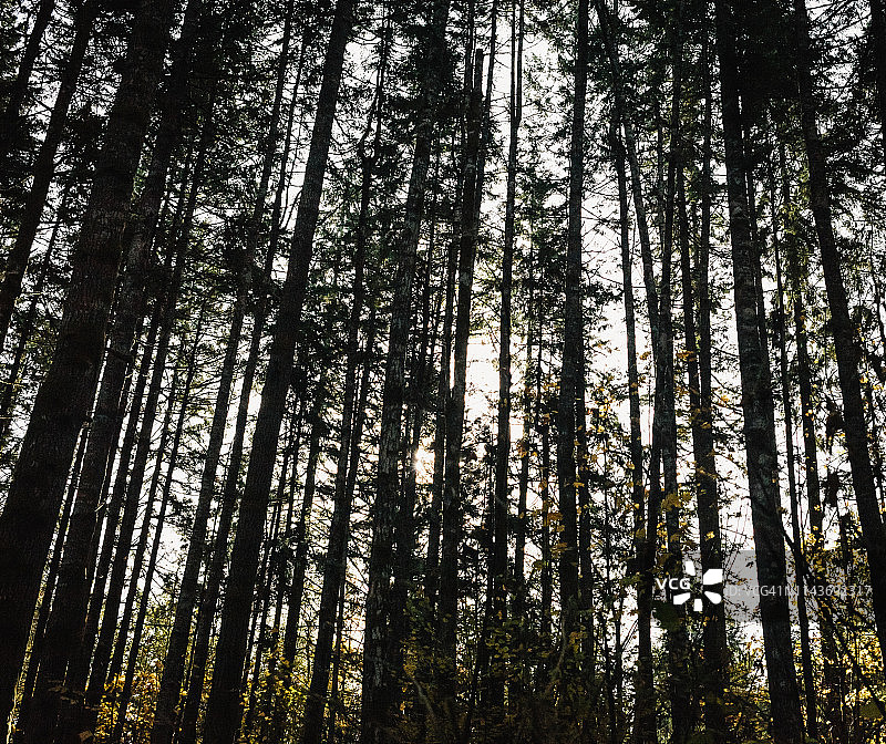 常绿树木在森林边缘的轮廓图片素材