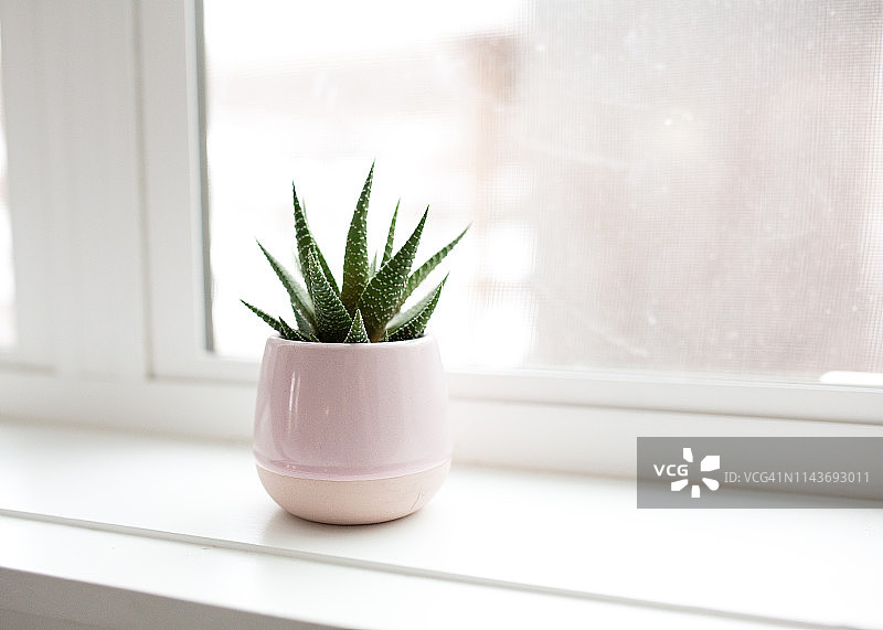 白色窗台上的绿色多肉植物图片素材