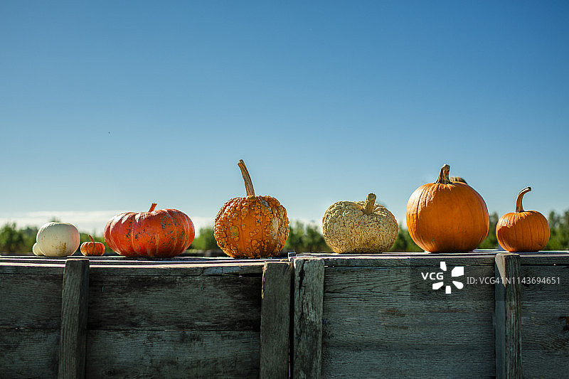 一排彩色南瓜在蓝色天空的栅栏上排列图片素材