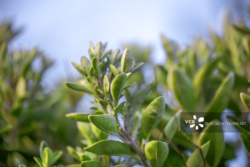 常绿观赏灌木，春天的最初迹象图片素材