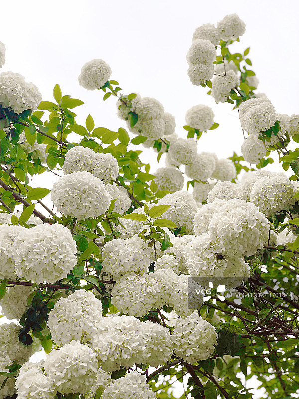 中国扬州的绣球花图片素材