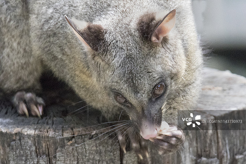 近距离拍摄的澳洲刷尾负鼠图片素材