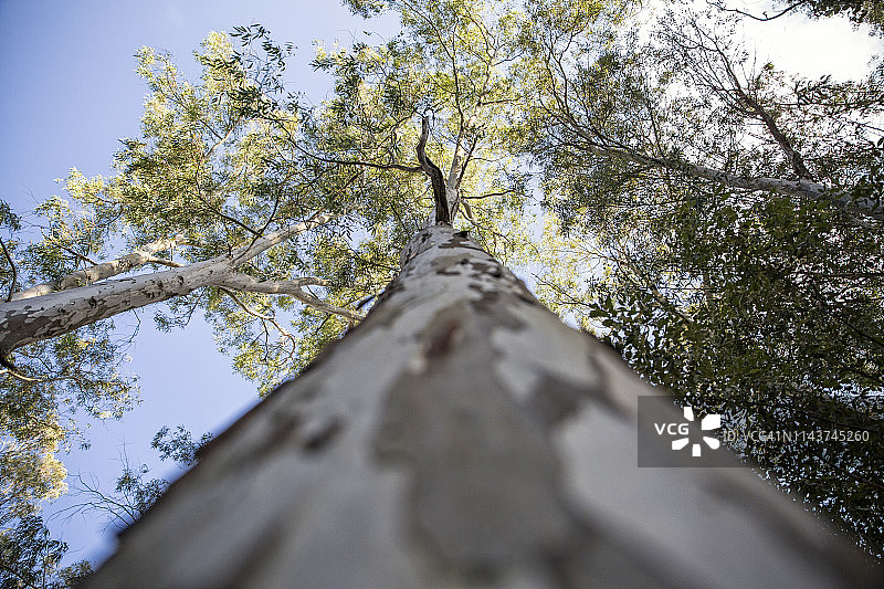 西西里岛锡拉库扎省，诺托安提卡，卡瓦德尔卡罗塞洛的桉树图片素材