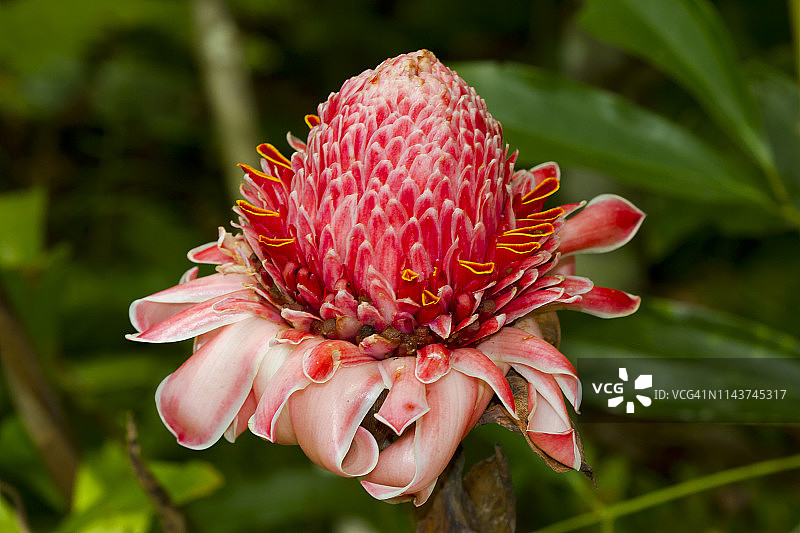 食肉植物图片素材