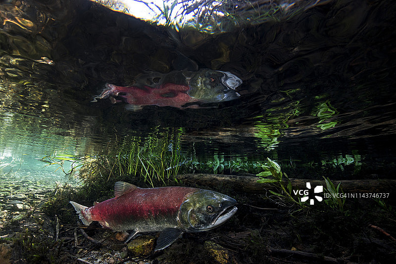 加利福尼亚、不列颠哥伦比亚省、亚当斯河、红鲑鱼图片素材