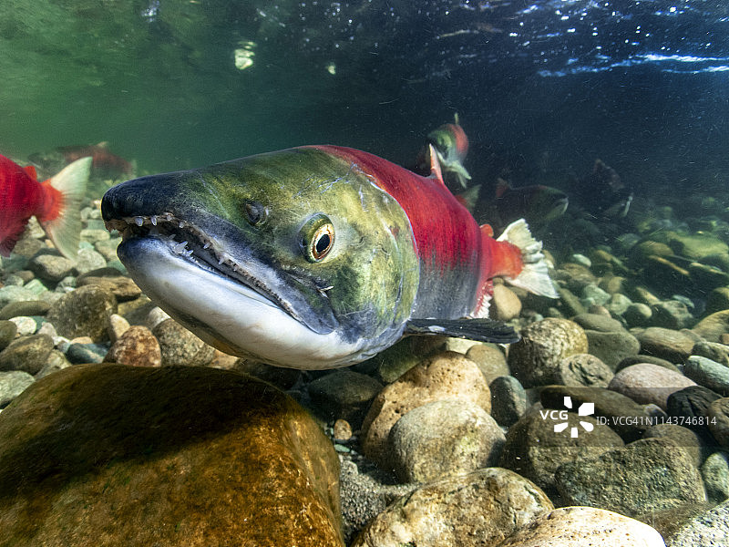 加利福尼亚、不列颠哥伦比亚省、亚当斯河、红鲑鱼图片素材