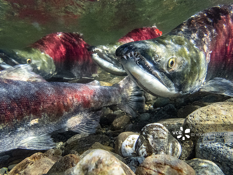 加利福尼亚、不列颠哥伦比亚省、亚当斯河、红鲑鱼图片素材