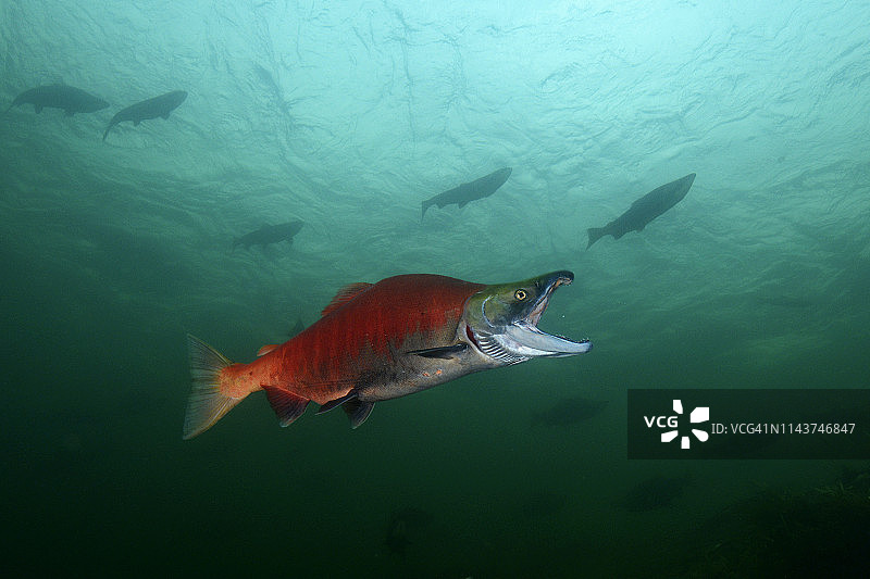 加利福尼亚、不列颠哥伦比亚省、亚当斯河、红鲑鱼图片素材