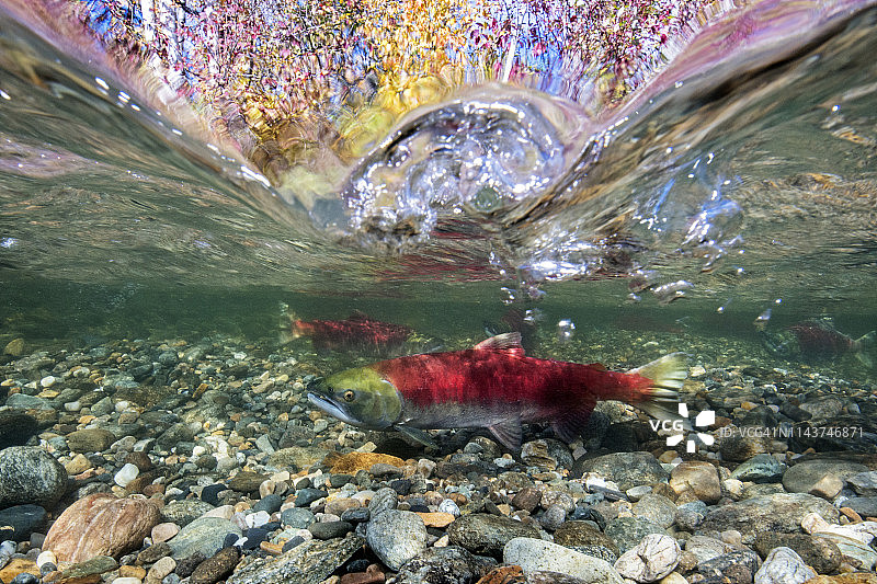 加利福尼亚不列颠哥伦比亚亚当斯河红鲑鱼水上水下摄影图片素材