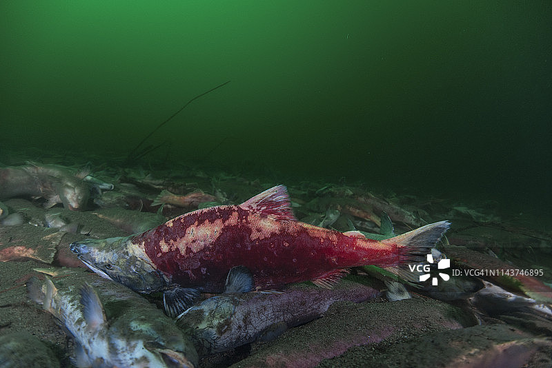 加州及不列颠哥伦比亚省亚当斯河死亡红鲑图片素材