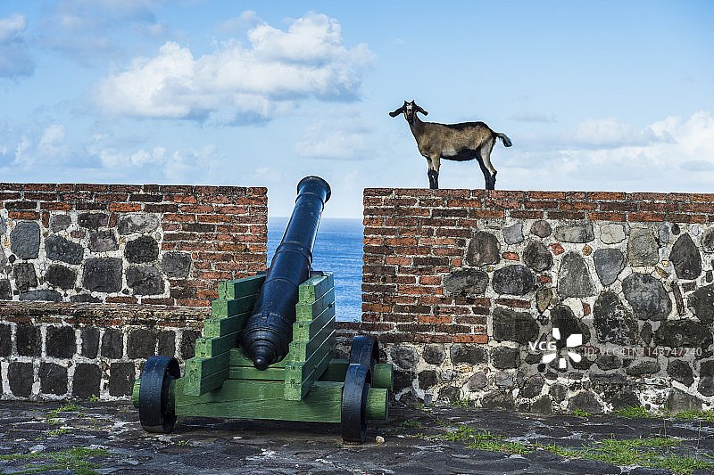 荷属安的列斯群岛，圣尤斯特歇斯，奥兰治堡，古炮台上的山羊图片素材